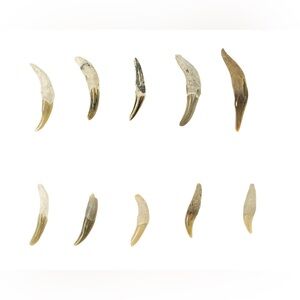 Aquatic Marine Mammals Teeth Collection 8x10 Photo Print Unframed